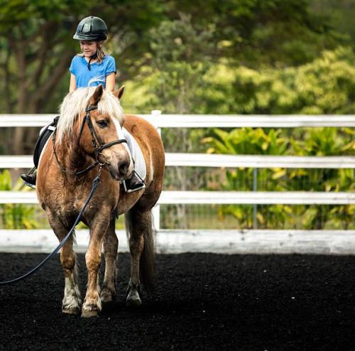 Tours de cheval en laisse