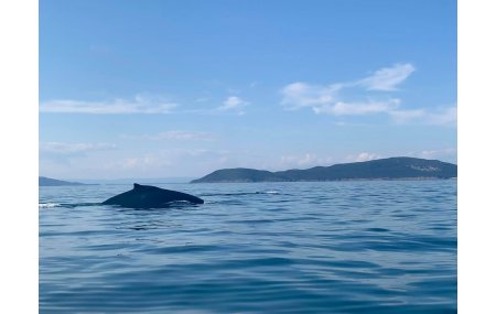 Croisire et le grande basque 