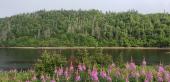 Rivière Franquelin en août